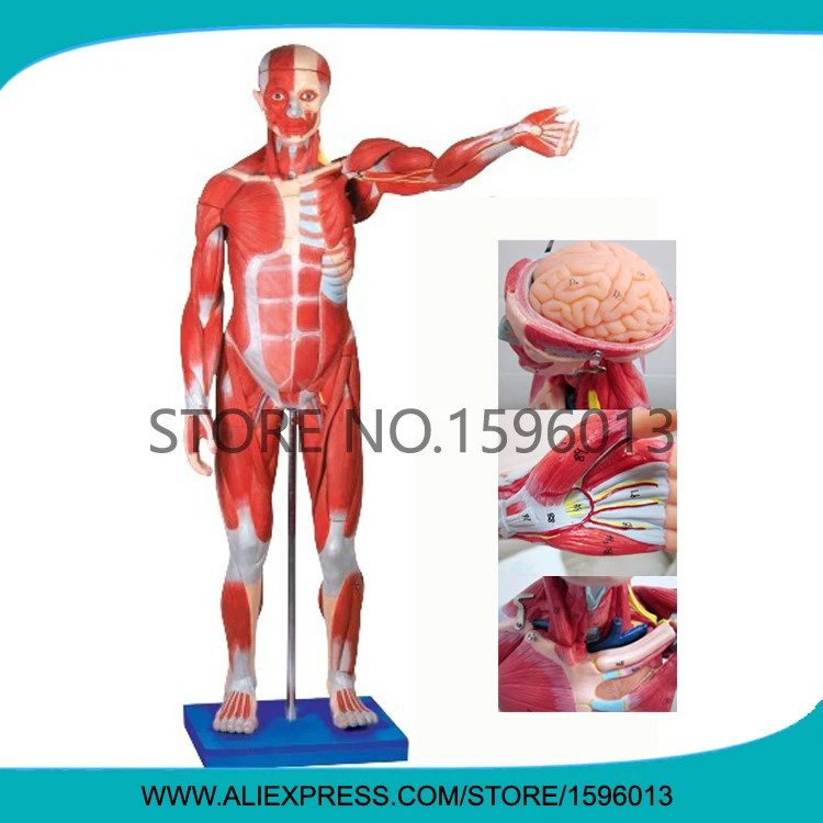 

170cm Full Body Torso Muscles Medical Anatomy Teaching Model