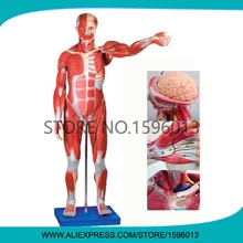 Advanced 170cm Full Body and Muscles Model, Muscle Anatomical Model