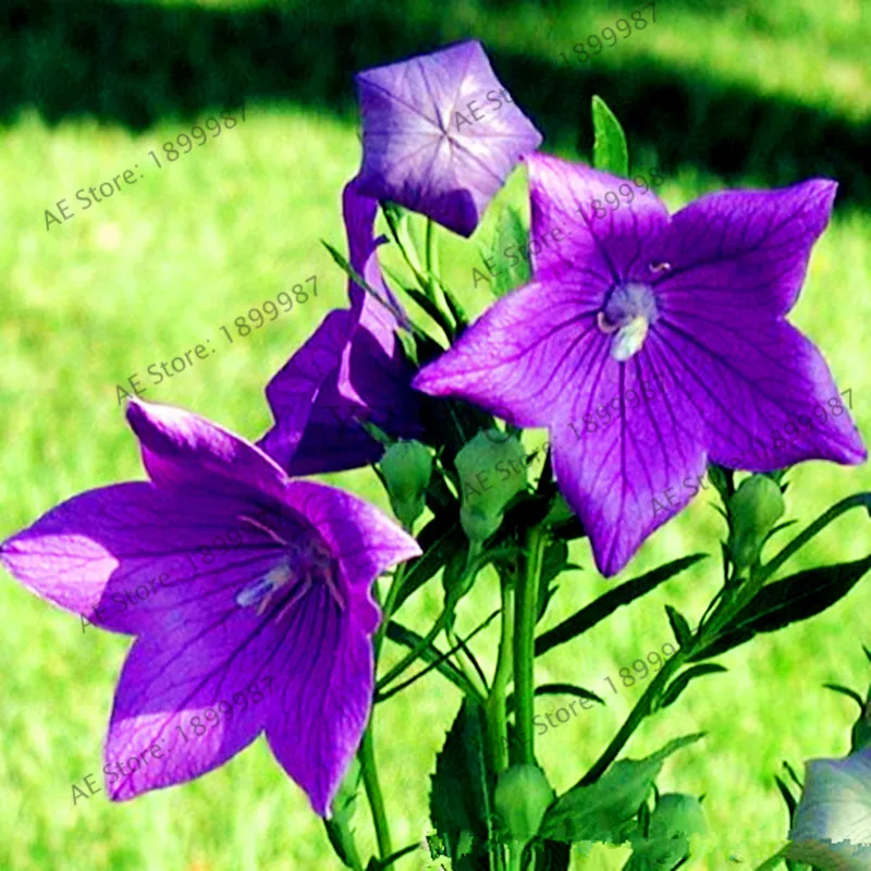 105 шт. клематис Бонсай синий клематис гибриды Висячие Цветы горшки для балкона цветущие растения Sementes De Flores