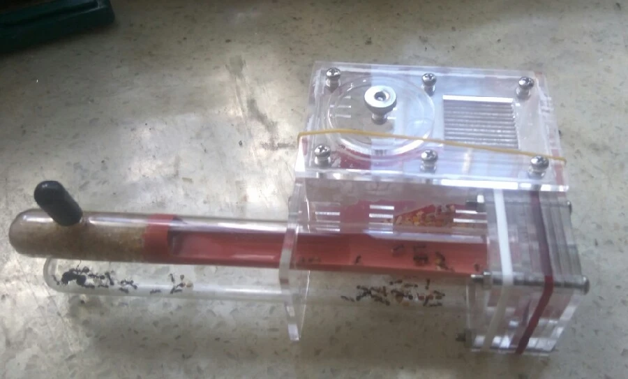 glass-tubes-ant-nest (10)