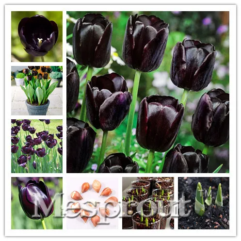 

5pcs Bulbs True Baclk Tulip Bulbs (Bonsai),Tulips Variety Fresh Bulbous Root Flowers Planted flower bulbs good quality