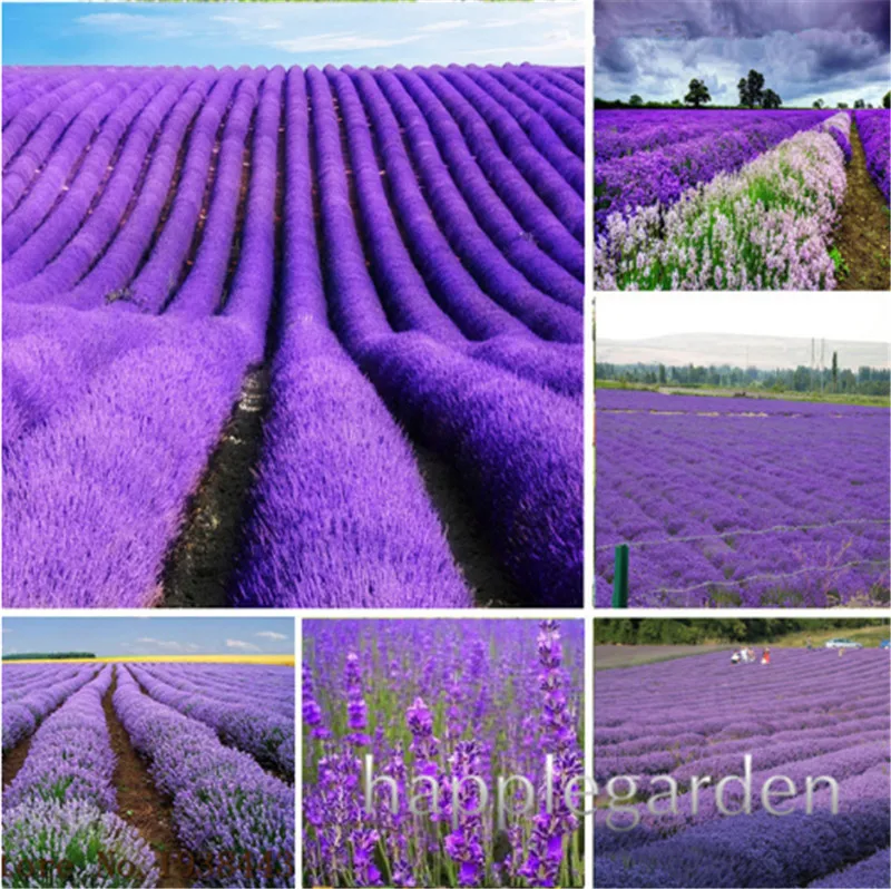 

200pcs/bag Lavender bonsai,french lavender flower potted plants,Very fragrant,Natural growth,home garden plant for children'gift