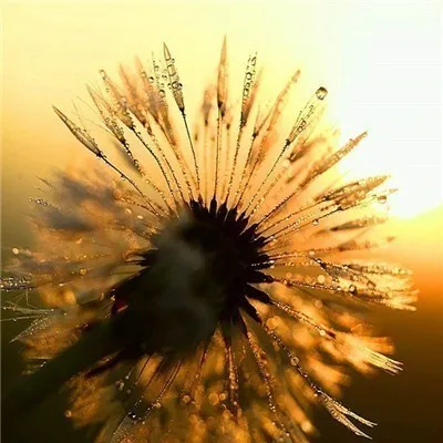 9136 EverShine Diamond Paining Full Square Scenery Diamond Mosaic Dandelion Picture Of Rhinestones Diamond Embroidery Full Display - Цвет: 9136