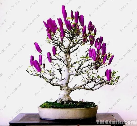 Flowering House Plants Purple popular purple house plants-buy cheap purple house plants lots Flowering House Plants Purple popular purple house plants-buy cheap purple house plants lots