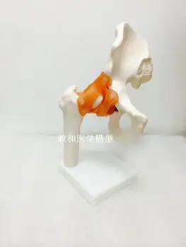 

hip joint skeleton model Femoral joint with ligament teaching model