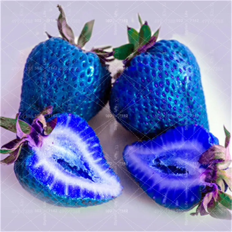 

New 200 Pcs 100% Germination Super Giant big Blue Strawberry Fruit Bonsai Apple Size Home Garden Bonsai New store discount