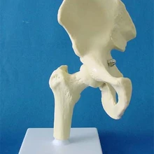 Hip joint медицинская модель скелета, Обучающие человеческие образцы