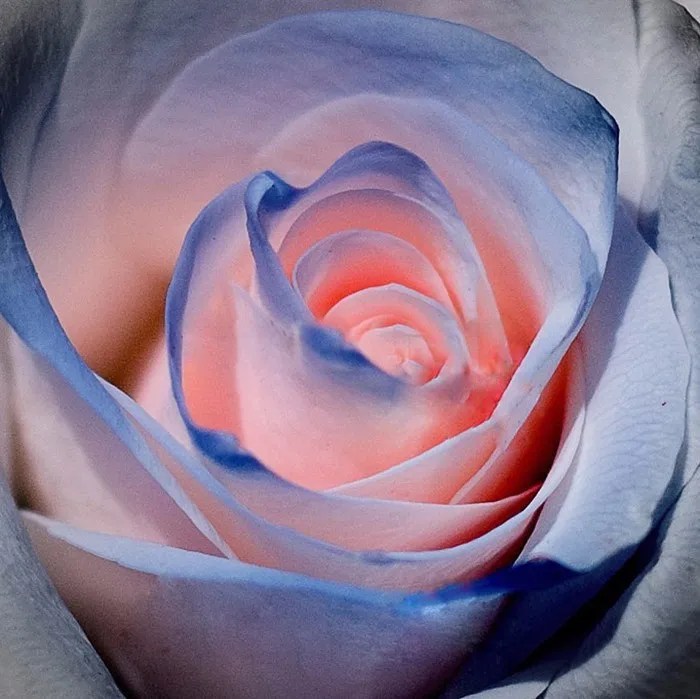 Blue and Pink Rose Seeds Rare Color Rich Aroma DIY Home Garden Rose Plant Crazy Promotion 150