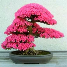 New Arrival  5pcs  Cerasus sp. bonsais Cherry blossoms  Perennial Flower bonsais for Garden in Bonsai