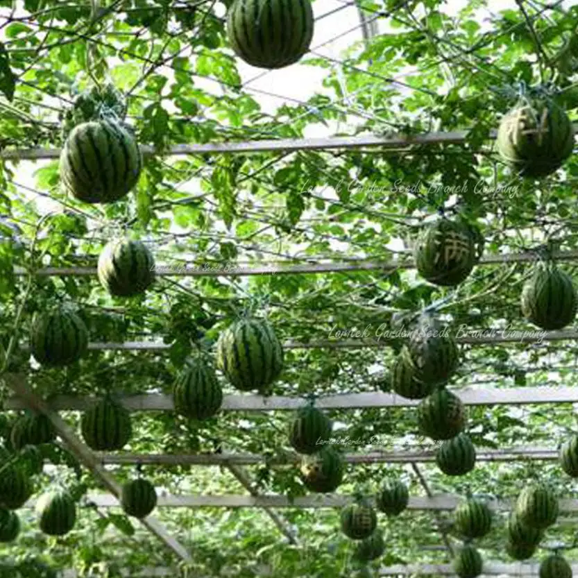 Very Sweet Big Round Red Watermelon Tree F2 Seeds, Professional Pack, 20 Seeds / Pack, 13 Sugar