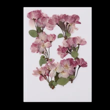 6 шт. натуральные прессованные Бегония сушеные цветы 1,18x1,77 дюймов искусственные праздничные украшения и вечерние принадлежности для дома и сада