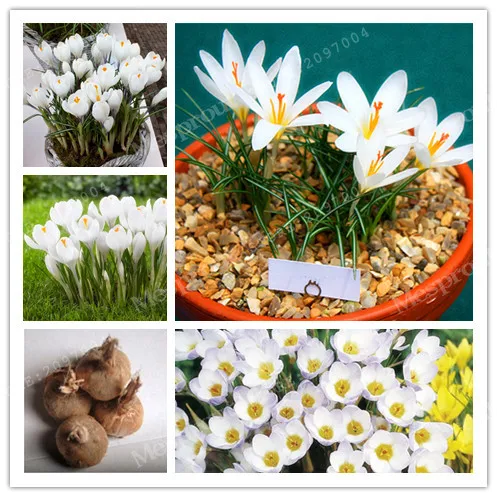 

True White Crocus Saffron Bulbs,Iran Saffron,( Saffron Bonsai),Flower Bulbs,Happy Joy Flowers,Bonsai Home Garden-2Bulbs