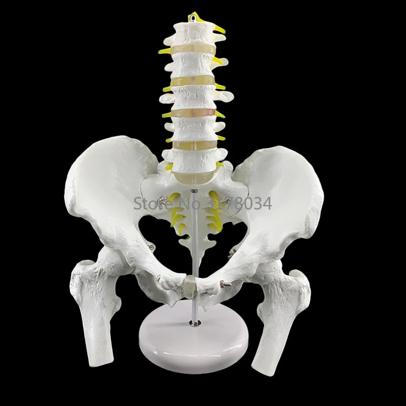 Мужской анатомический таз тазовой Скелет горло анатомический череп для изучения анатомии скульптура головы тела модель с поясничным позвоночником 18x28x23 см