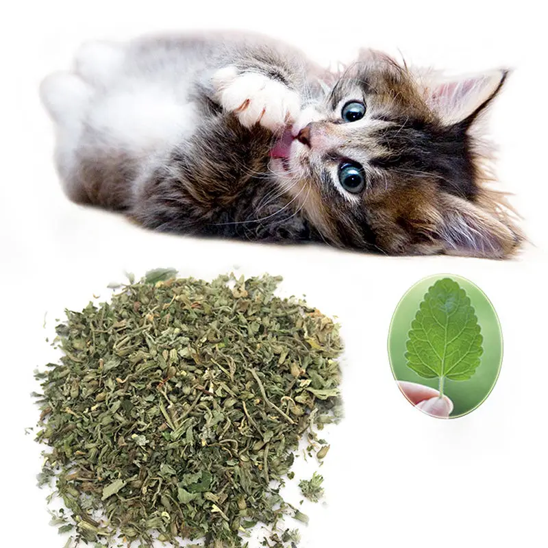 Fresh Organic Dried Catnip Nepeta cataria Leaf & Flower Herb oz Bulk
