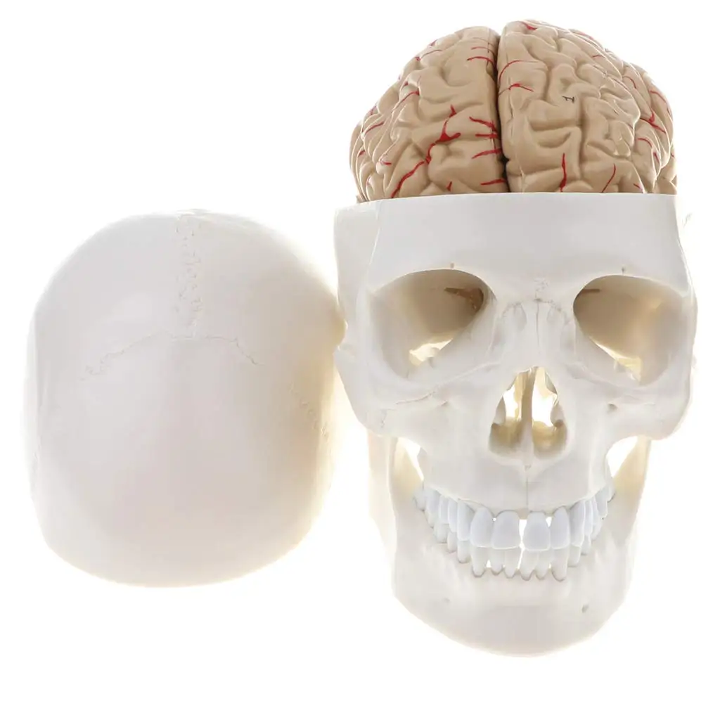 

1:1 Human Skull Skeleton Brain Cerebral Trunk Model Anatomical Model for School Teaching Tool Learning Display Lab Supplies