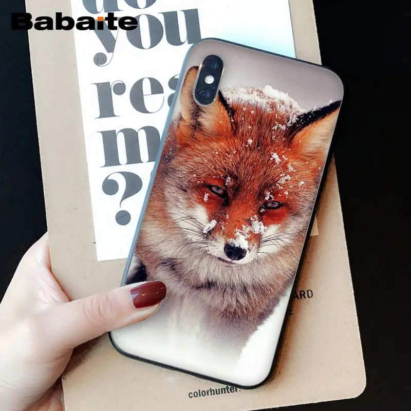 Animal More Cute Fox cat