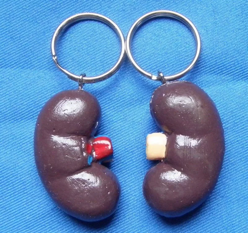 human kidney Keyring accessories free shipping