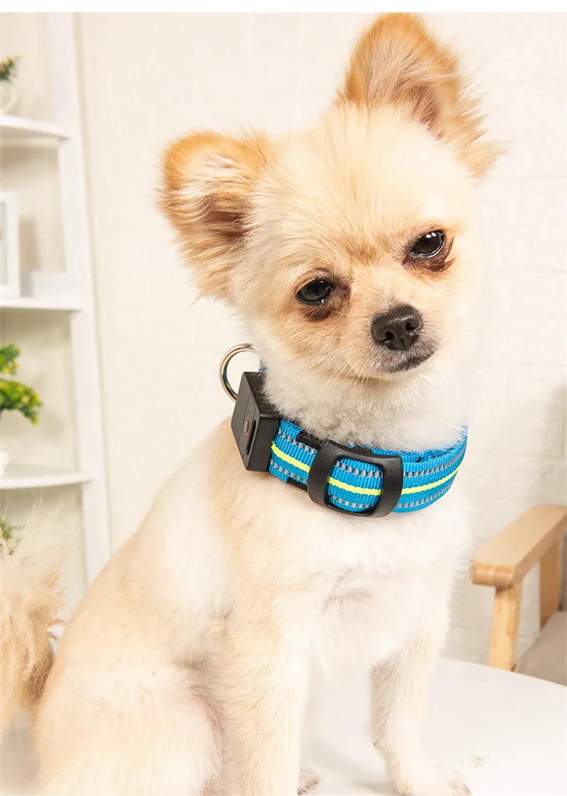 Dog Collar Luminous (13)