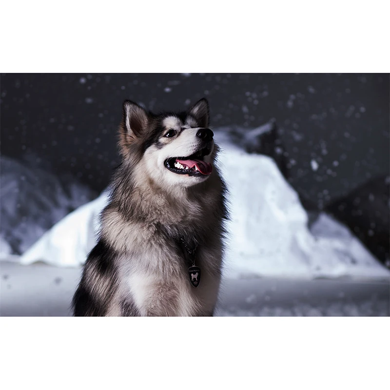Full 5D DIY Diamond Painting Animal Diamond Embroidery Dog Cross Stitch Mosaic Home Decor