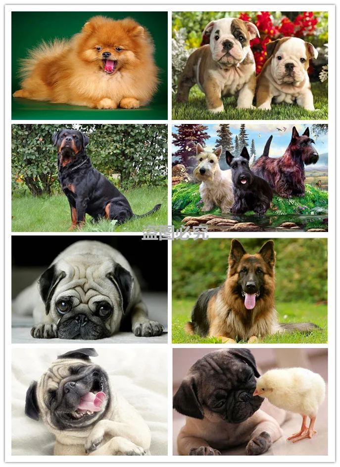 

Dog 5d Diamond Mosaic Handmade Diamond Painting Cross Stitch Diamond Embroidery Animals Patterns Rhinestones Arts christmas