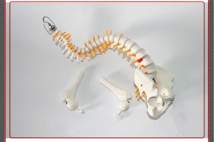 45 см Гибкий 1:1 взрослый Поясничный изгиб позвоночника модель человека скелет модель с спинальный диск Модель таза используется для массажа, йоги и т. д