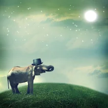 Laeacco Moon Stars Grassland Elephant Hat Children Photography Background Customized Photographic Backdrops For Photo Studio