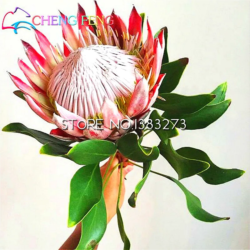 

(mixed Colors) 50 Pcs / Bag Protea bonsai Potted Plantas bonsai Variety Complete The Budding Rate 95% Rare Flower Sementes Bonsa