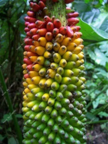 100 Pcs Dwarf Banana Bonsai, Mini Tropical Fruit Tree, Pink Banana Balcony Sementes Da Fruta For Home Planting, 95% Germination