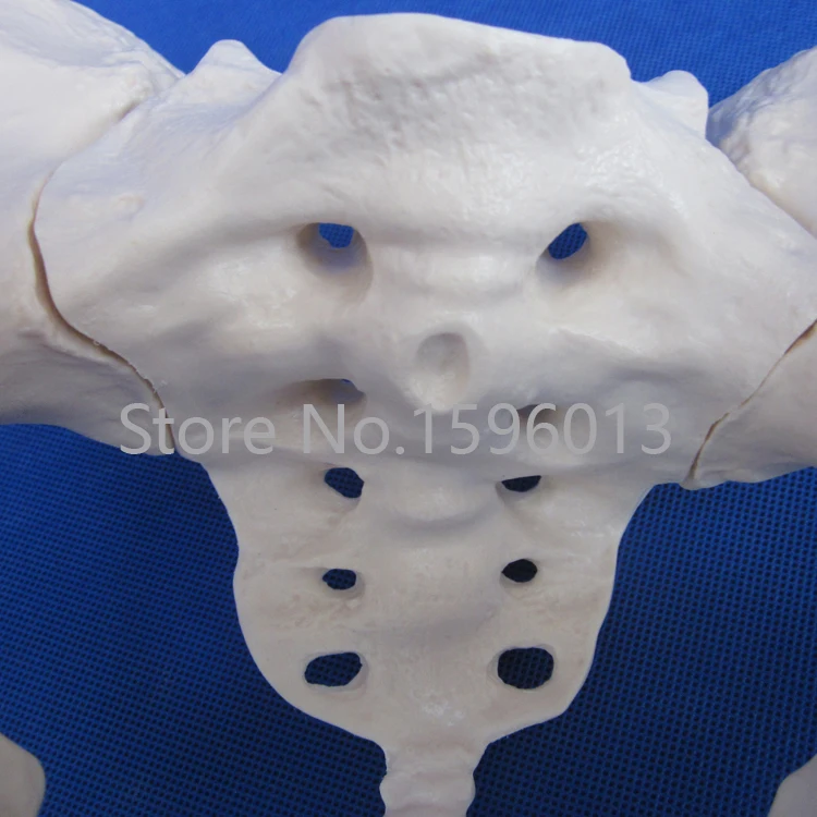 Популярная модель таза для взрослых женщин таза|pelvis|model lipstickpelvis skeleton |