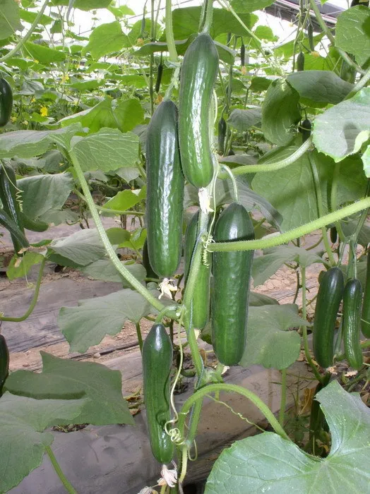 growing 1 Pack 40 Seeds Dutch Cucumber Seeds Green Food perennial