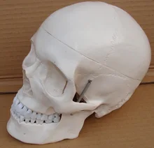 

1 : 1 natural size human adult skull model model Medical use free shipping
