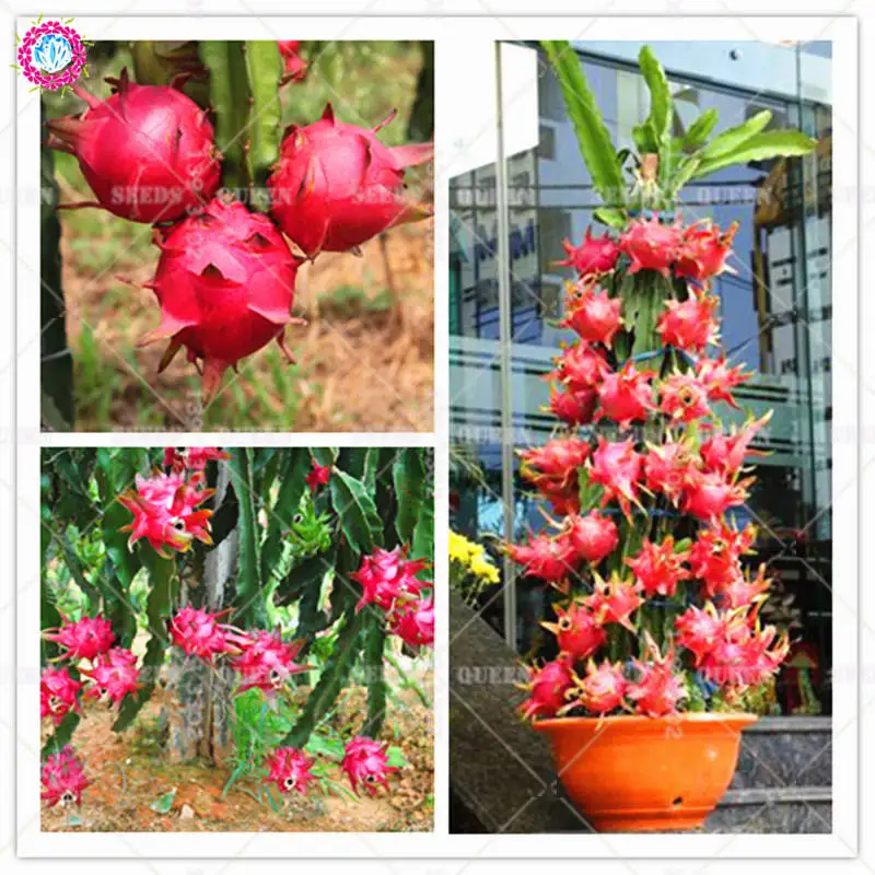 

200pcs Pitaya Bonsai Plants Dwarf Dragon Fruit Tree Delicious Juicy Edible Plants Potted For Home Garden Supplies