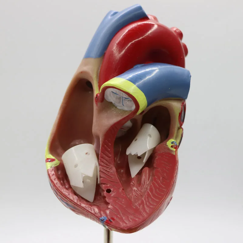 2 шт. 1+ 3 раза большой, ПВХ сердечная Анатомия сердца манекен для медицинского обучения инструмент учебный инструмент клиника фигурки