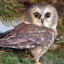 5d diy Набор для алмазной живописи Сова на заказ алмазная живопись вассерфалл Алмазная вышивка на фотографиях ручка engel