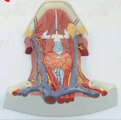 Модель шеи anterior Шейная мышца анатомическая мышца нейроанатомия человеческого тела обучение и медицинские учебные пособия