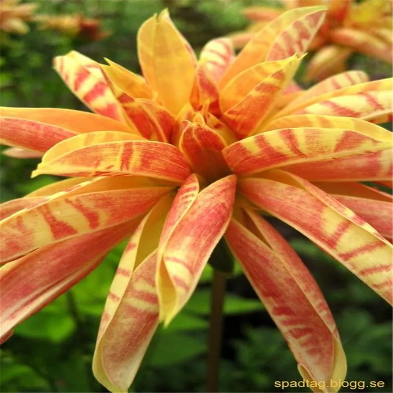 True dahlia bulbs, rare dahlia flower bulbs,bonsai flower bulbs,Symbolizes courage and lucky,home garden plant-2 bulbs