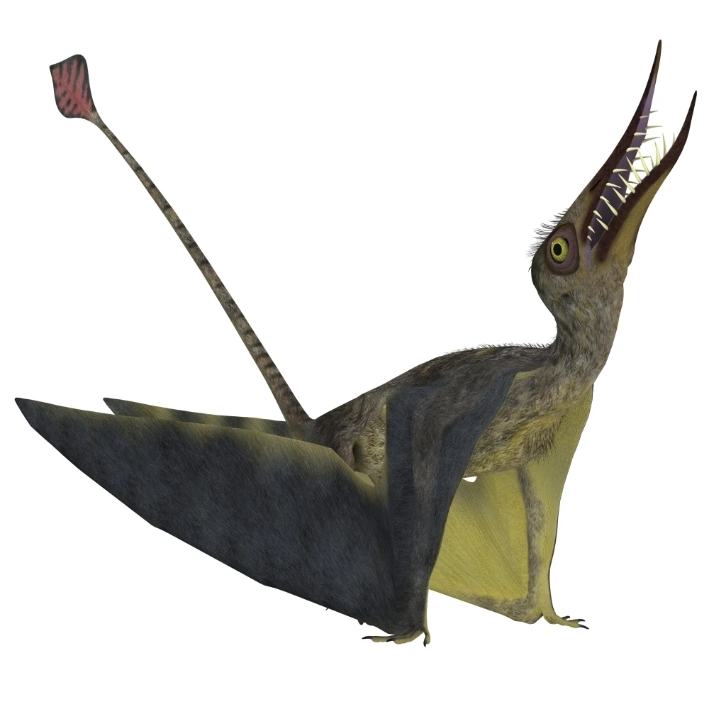 Rhamphorhynchus pterosaur Poster Print (28 x 28)