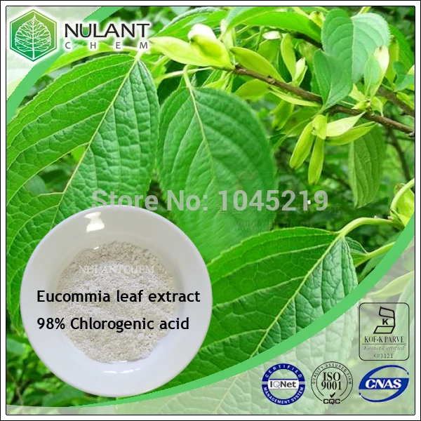 

100g- Eucommia leaf extract 98% chlorogenic acid sample pack