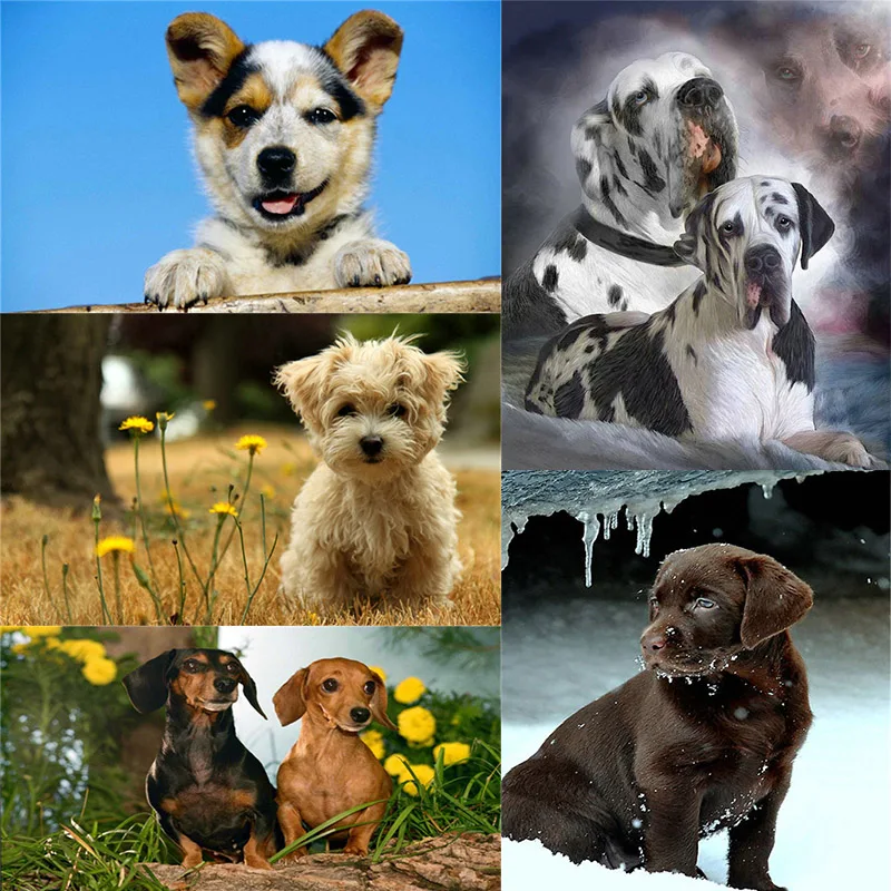 

Full Square Diamond 5D DIY Diamond Painting "Pet Dog" Animal Pattern Embroidery Cross Stitch Mosaic Decoration 5 Styles