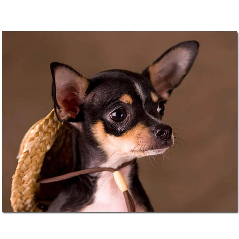 

5D Diamond painting cute chihuahua 5d DIY square Round resin Diamond Embroidery full set animal diamond mosaic Rhinestone JS5075