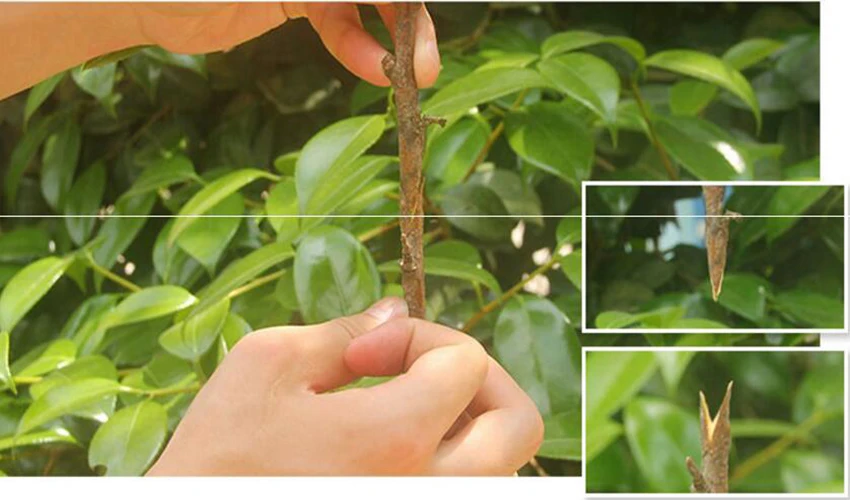 Новое профессиональное наращивание машины садовые инструменты фруктовое дерево прививка ножницы секаторные прививки инструмент режущий