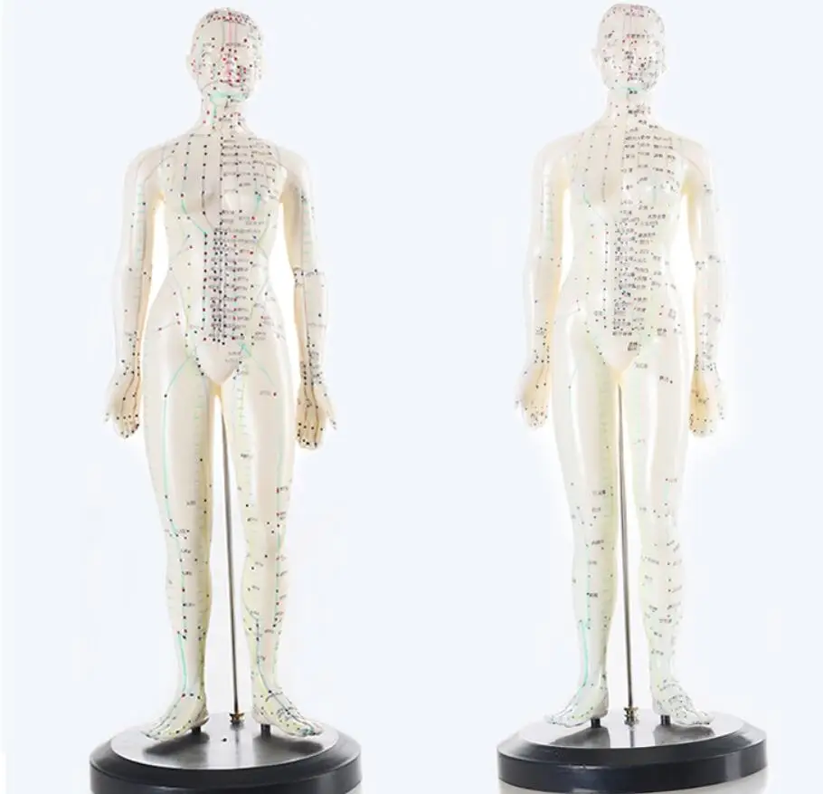 

50cm English code acupuncture point diagram model male/female meridian acupuncture point model