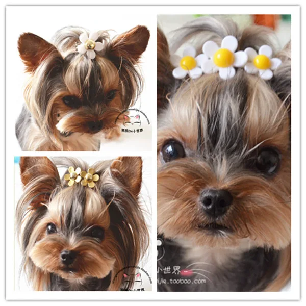 

Special ~Hot Japanese pet dog Daisy hairpin Dog headdress hairpin Teddy Yorkshire 30pcs