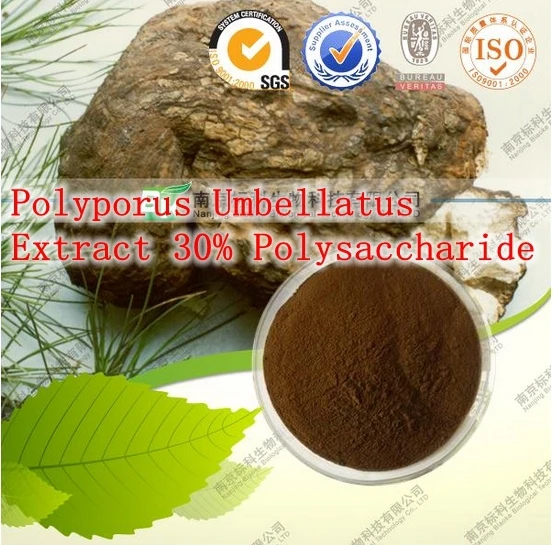 

500gram Polyporus Umbellatus (Zhu Ling) Extract 30% Polysaccharide Improve immunity