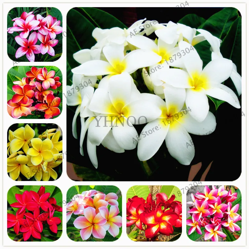 

20pcs/bag, Mix-Color Real Fresh Frangipani Plumeria Rubra Flower Tree flores bonsai plant DIY Home Garden,easy to plant