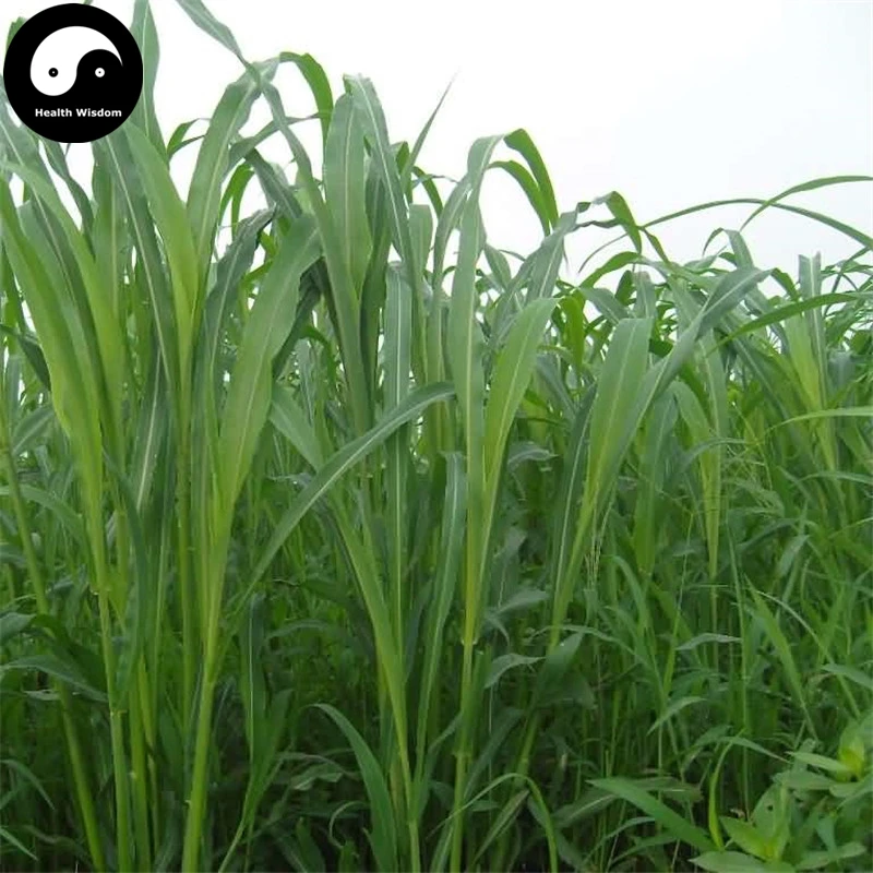 

Buy Sorghum Sudanense Semente 1000pcs Plant Sorghum Grass Fish Forage Grass