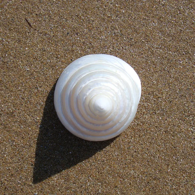 4 5cm natural craft sea shell decoration white seashell decor