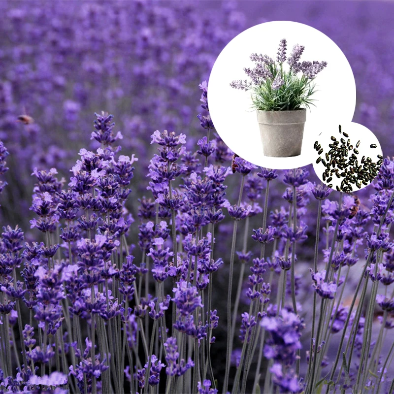 ZLKING 100pcs French Provence Lavender Fragrant Organic Lavender Plant