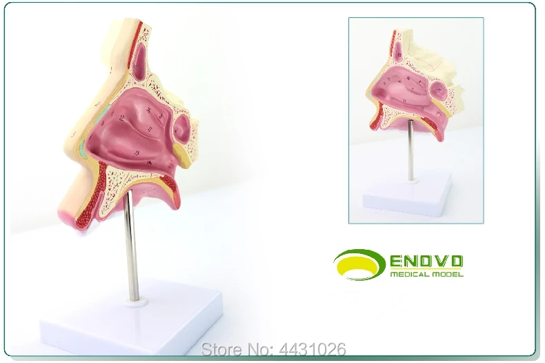 ENOVO носовой эндоскопической нос модель нос и горло дыхательной отдела