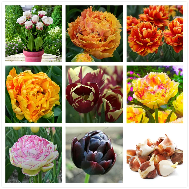 

5pcs double Tulips Bulbs Root Planted flower bulbous garden bonsais flowers Plantas spring flowers Flores for garden plants
